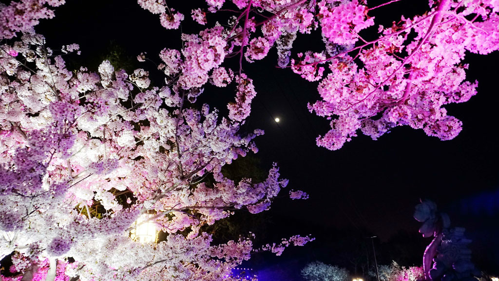 项目名称: 辽宁省大连市旅顺区二零三景区夜赏樱花夜景及灯光秀照明